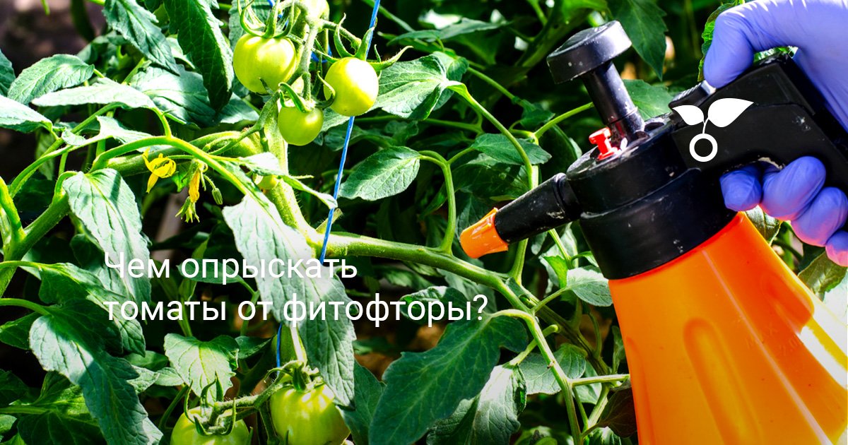 Чем опрыскать томаты от фитофторы? Народные средства, фунгициды ибиопрепараты. Фото — Ботаничка