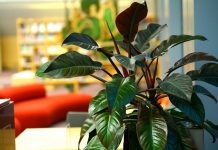 Филодендрон — декоративно-лиственная классика комнатного цветоводства