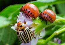 Как бороться с колорадскими жуками без пестицидов?