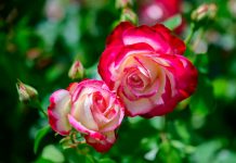 Мои двухцветные розы — на Дальнем Востоке и Кубани