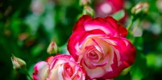 Мои двухцветные розы — на Дальнем Востоке и Кубани