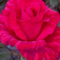 Роза «Рэд Интуишин» (Rosa 'Red Intuition')
