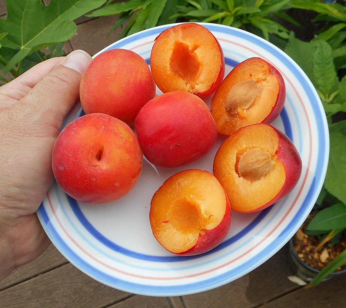Плумкот, априум и шарафуга — уникальные межвидовые гибриды абрикоса и сливы.Описание, выращивание, фото — Ботаничка