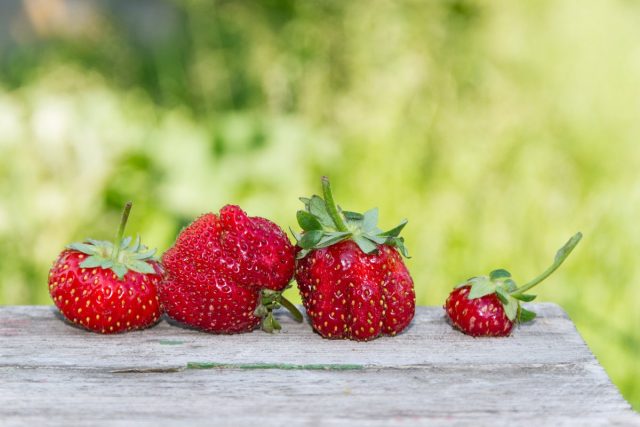 Почему деформируются ягоды у земляники садовой?