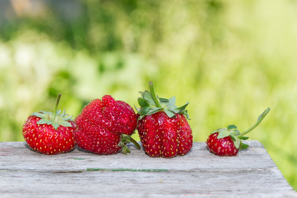 Почему деформируются ягоды у земляники садовой? Причины, методы борьбы.Фото — Ботаничка