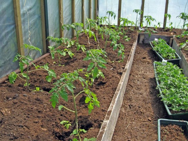 В теплицах причиной недостаточного количества завязи у томатов может стать избыток влаги