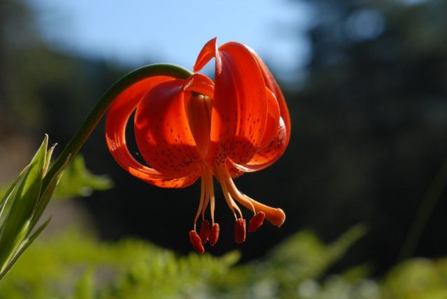 Лилия халкедонская (Lilium chalcedonicum)