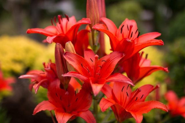 Различные классификации садовых лилий — от ботанической, до флористической
