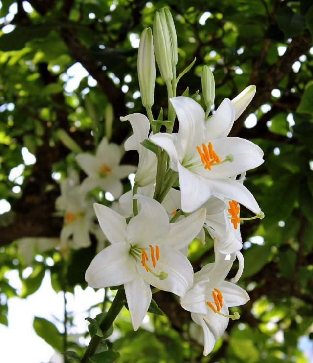 Лилия белоснежная (Lilium candidum)