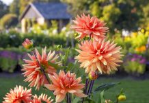 Секреты летнего ухода для яркого цветения георгин