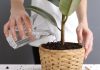 10 растений, которые лучше не полить, чем перелить