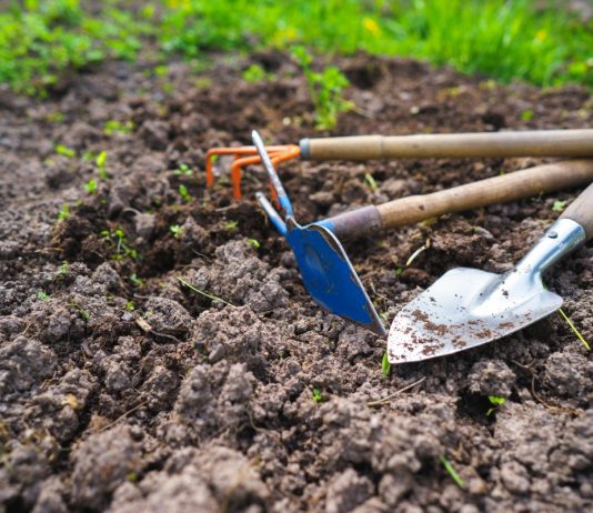 5 способов улучшить состав почвы после урожая картофеля