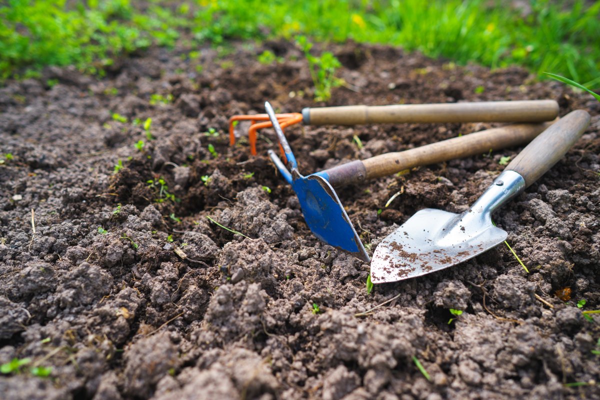 5 способов улучшить состав почвы после урожая картофеля - советы знающих садоводов