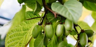 Актинидия коломикта — дальневосточная лиана с тропическими плодами