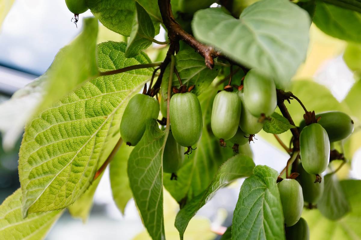 Актинидия коломикта — дальневосточная лиана с тропическими плодами. Сорта, условия, уход. Фото — Ботаничка