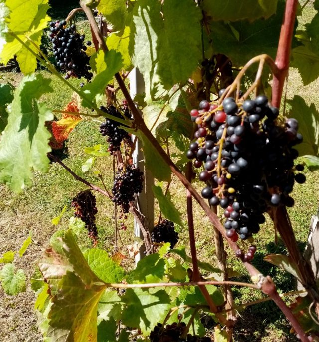 В сентябре созревает кишмишный сорт винограда