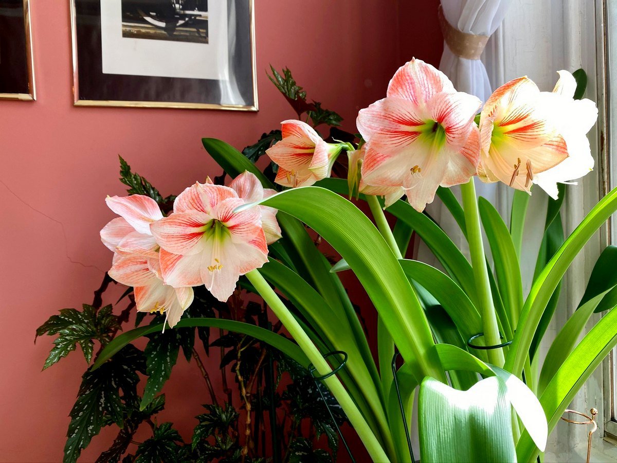 Неприхотливый цветок гиппеаструм — уход в домашних условиях