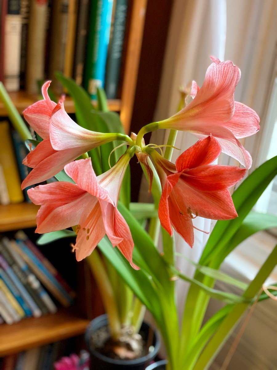 Комнатный цветок Гиппеаструм: выращивание и правильный уход в домашних условиях