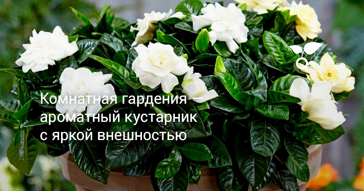 Комнатная гардения — ароматный кустарник с яркой внешностью. Уход в ...