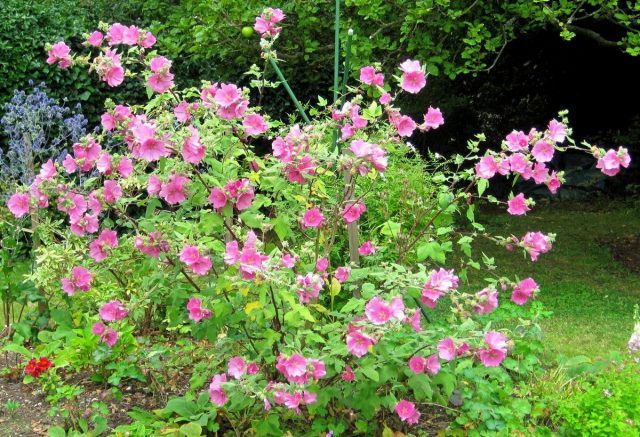 Лаватеру можно выращивать на клумбах для летников, а можно вводить во все виды цветников с многолетниками, как продолжительно цветущий акцент