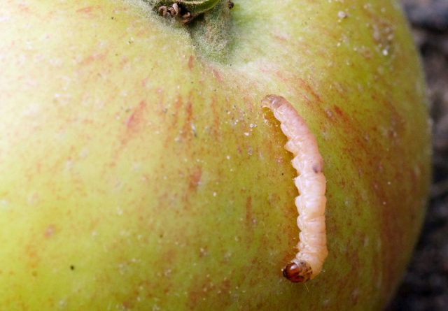 Самые очевидные вредители плодов — плодожорки (Cydia pomonella)