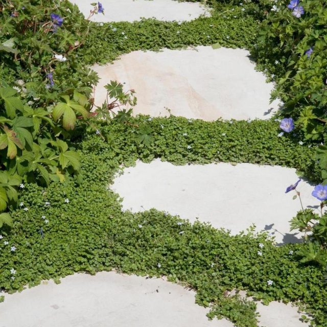 Корсиканская мята хорошо подходит для посадки возле ступеней, на подпорных стенках или возле дорожек