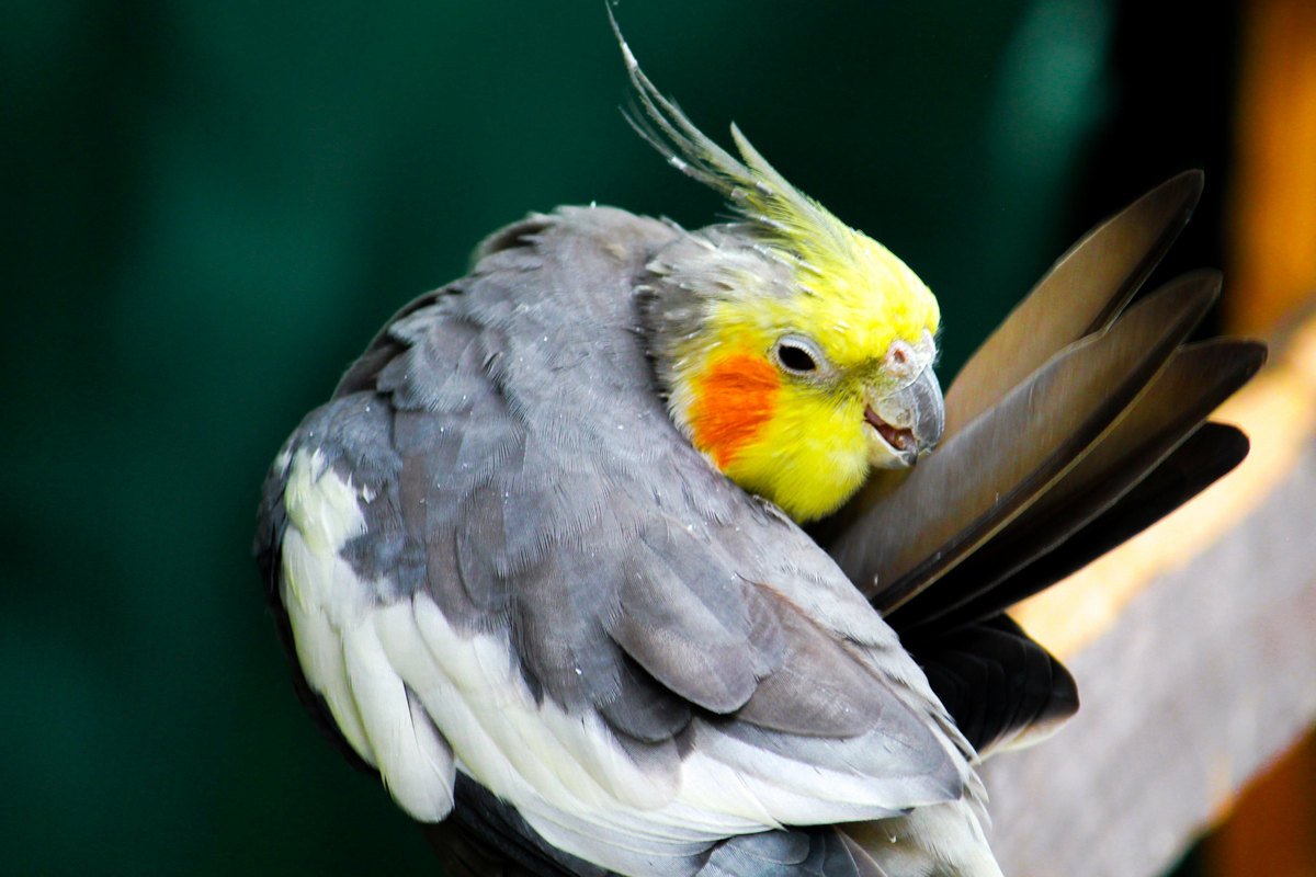 Перья попугая корелла