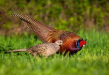 Разведение фазанов — просто, прибыльно, интересно