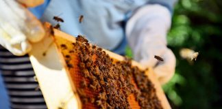 Секрет тёмного мёда, или Как мои пчелы медвяную росу собирают