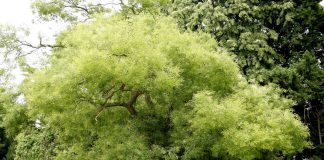 Софора японская — растение, которое вылечило меня от незаживающих ран