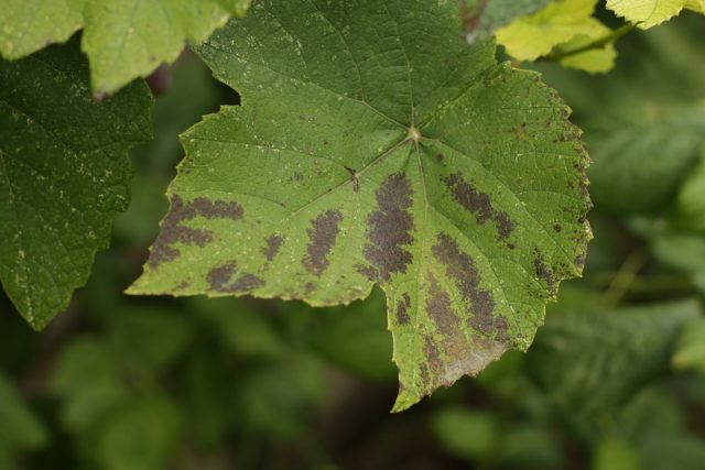 Красно-фиолетовые пятна на листьях винограда при недостатке фосфора