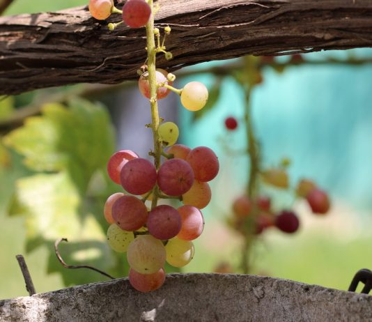 12 проблем в питании виноградной лозы, или Чего не хватает винограду?