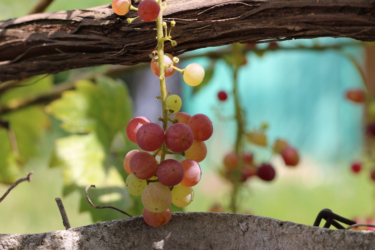 12 проблем в питании виноградной лозы, или Чего не хватает винограду? Фото— Ботаничка