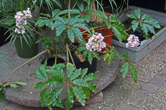 Бегония каролинифолия (Begonia carolineifolia)