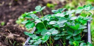 7 шагов к получению качественной рассады земляники садовой
