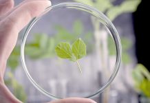 Как повысить устойчивость растений к болезням