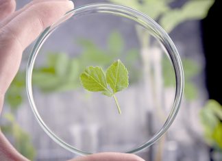 Как повысить устойчивость растений к болезням