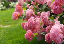 Сорта древовидной гортензии с розовыми цветками, которые не нуждаются в укрытии