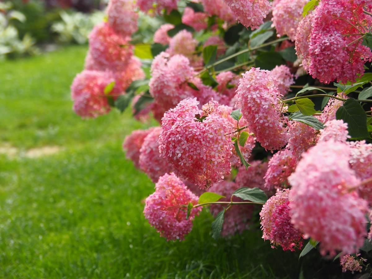 Сорта древовидной гортензии с розовыми цветками, которые не нуждаются вукрытии. Фото — Ботаничка