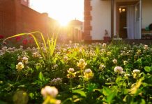 Микроклевер — идеальный газон для малоуходного сада