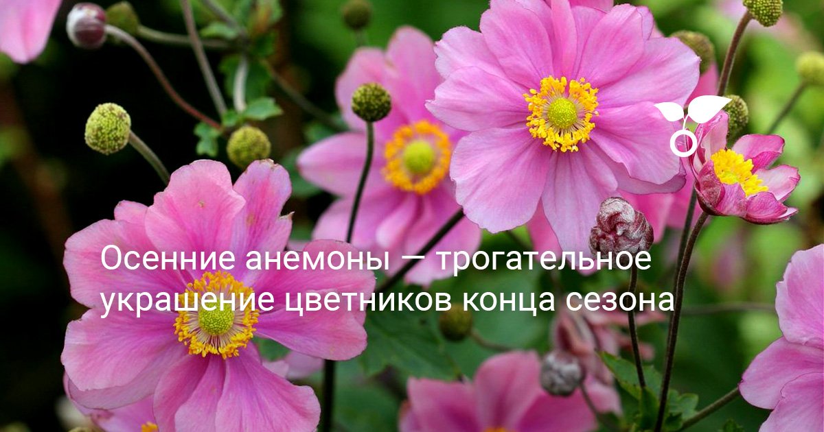 Анемона цветок: фото, описание, выращивание, посадка, отзывы, уход в открытом грунте