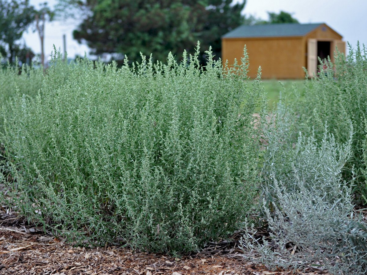 Полынь Людовика (Artemisia ludoviciana)