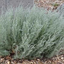Полынь холодная (Artemisia frigida) 