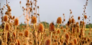 Ворсянка — декоративный сухоцвет и лекарственное растение