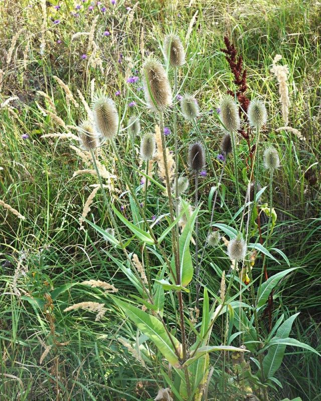 У ворсянки нередко можно встретить куртины, объединяющие погибшие старые растение прошлых лет и молодые цветущие