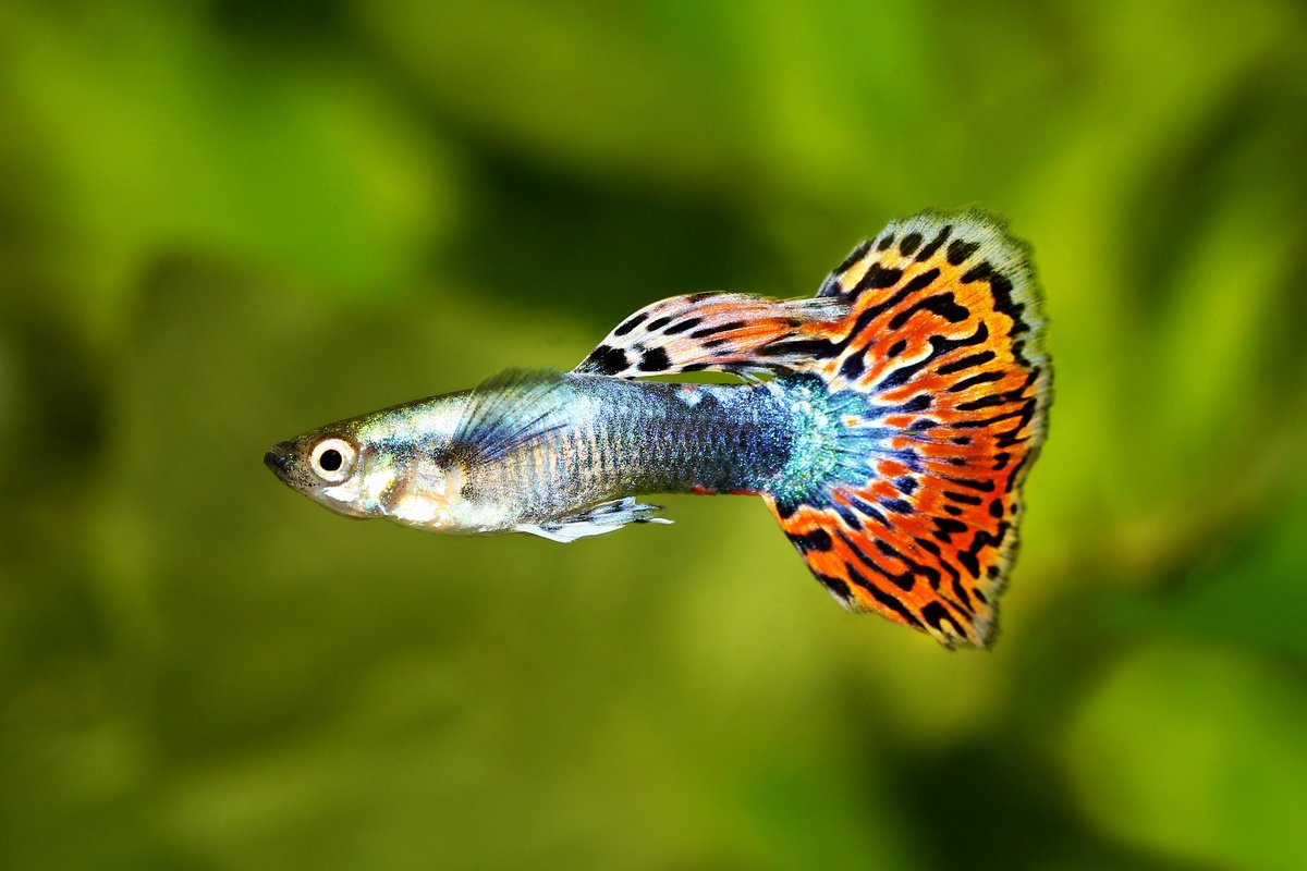 10 лучших аквариумных рыбок для начинающих. Названия, описания, условия  содержания. Фото — Ботаничка