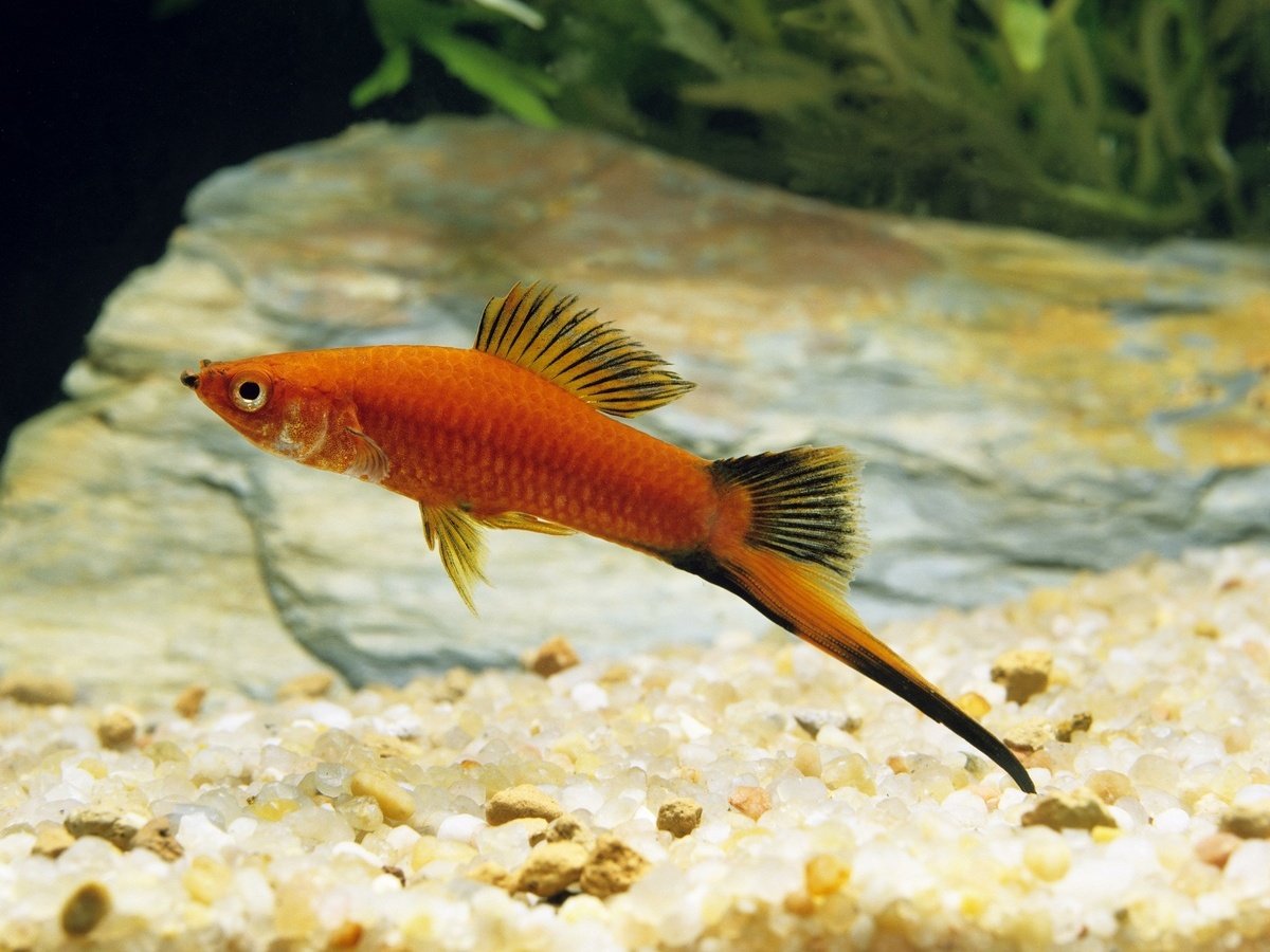 10 лучших аквариумных рыбок для начинающих. Названия, описания, условия  содержания. Фото — Ботаничка