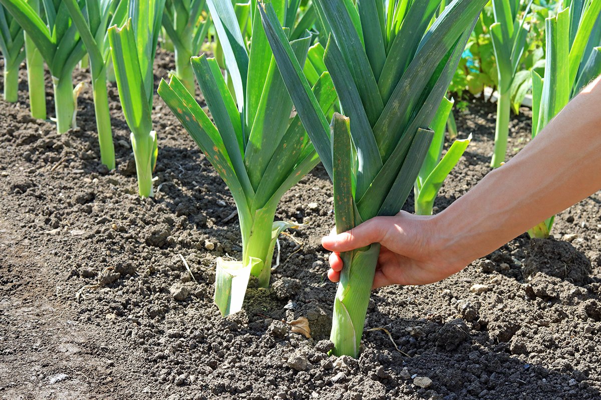 Выращивание лука-порея через рассаду советы и рекомендации