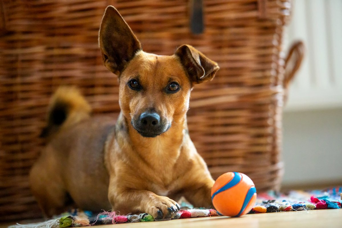 Лучшие идеи () доски «Игрушки для собак» | игрушки для собак, собаки, игрушки