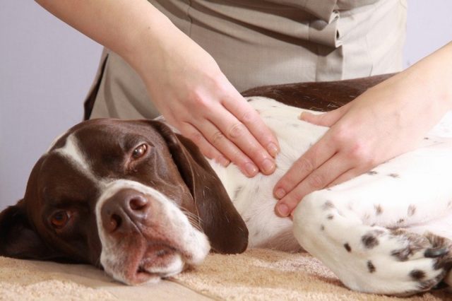 Собачий массаж полезен и вам, и вашему питомцу